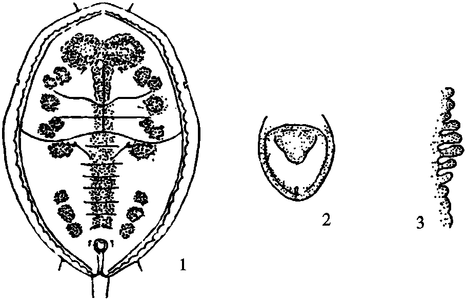 24.珊瑚棒粉虱